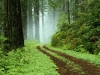 A forest path in Redwoods State Park, California.