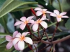 A close-up of frangipani flowers.