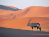 A lone oryx antelope.