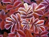 Dog rose leaves covered with frost in Sweden.